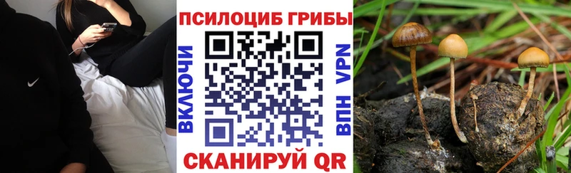 Галлюциногенные грибы Psilocybe  Нахабино 
